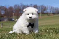 Koda, a male Samoyed for sale in Millersburg, OH – Photo 3 of 10