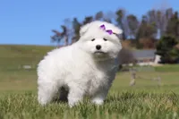 Sara, a female Samoyed for sale in Millersburg, OH – Photo 4 of 9