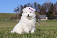 Sara, a female Samoyed for sale in Millersburg, OH – Photo 3 of 9