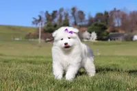 Sara, a female Samoyed for sale in Millersburg, OH – Photo 9 of 9