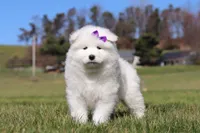 Sara, a female Samoyed for sale in Millersburg, OH – Photo 5 of 9