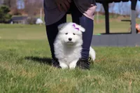 Sara, a female Samoyed for sale in Millersburg, OH – Photo 7 of 9