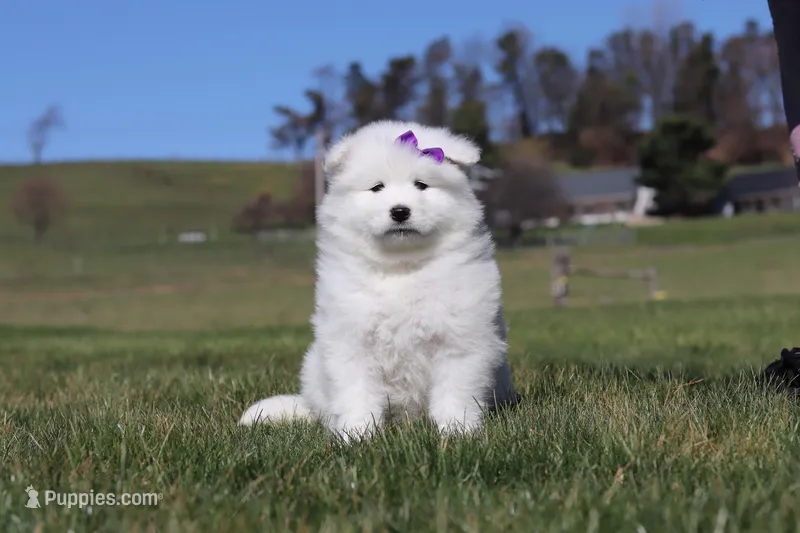 Sara – Samoyed puppy on hold in Millersburg, OH