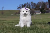 Sara, a female Samoyed for sale in Millersburg, OH – Photo 1 of 9