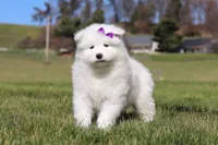 Sara, a female Samoyed for sale in Millersburg, OH – Photo 6 of 9