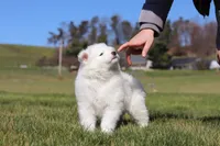 Sara, a female Samoyed for sale in Millersburg, OH – Photo 8 of 9