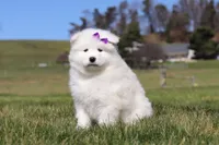 Sara, a female Samoyed for sale in Millersburg, OH – Photo 2 of 9