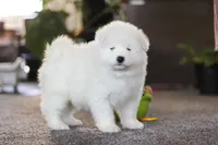 Bear, a male Samoyed for sale in Millersburg, OH – Photo 4 of 10