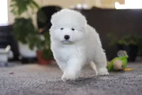 Bear, a male Samoyed for sale in Millersburg, OH – Photo 8 of 10