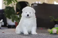 Bear, a male Samoyed for sale in Millersburg, OH – Photo 5 of 10