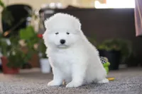 Bear, a male Samoyed for sale in Millersburg, OH – Photo 7 of 10