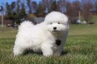 Bear, a male Samoyed for sale in Millersburg, OH – Photo 2 of 10