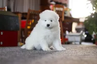Bear, a male Samoyed for sale in Millersburg, OH – Photo 3 of 10