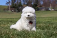 Bear, a male Samoyed for sale in Millersburg, OH – Photo 10 of 10