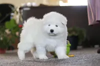 Bear, a male Samoyed for sale in Millersburg, OH – Photo 6 of 10