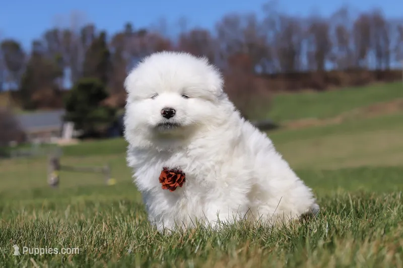 Bear – Samoyed puppy for sale in Millersburg, OH