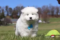 Simon, a male Samoyed for sale in Millersburg, OH – Photo 7 of 10