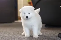 Simon, a male Samoyed for sale in Millersburg, OH – Photo 3 of 10