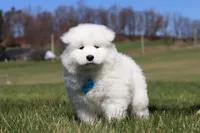 Simon, a male Samoyed for sale in Millersburg, OH – Photo 8 of 10