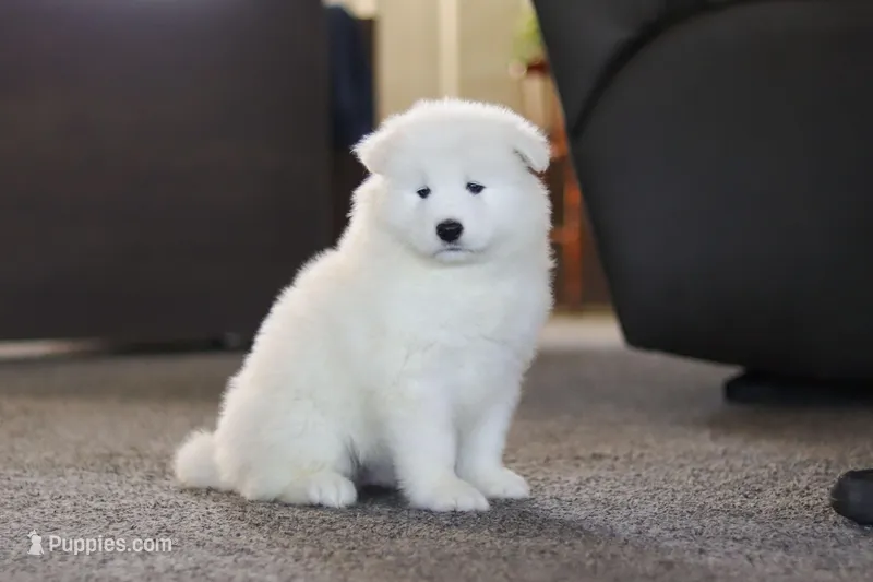 Simon – Samoyed puppy for sale in Millersburg, OH