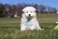 Simon, a male Samoyed for sale in Millersburg, OH – Photo 6 of 10