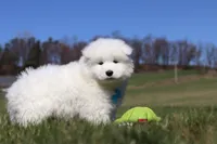Simon, a male Samoyed for sale in Millersburg, OH – Photo 10 of 10