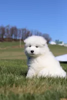 Simon, a male Samoyed for sale in Millersburg, OH – Photo 2 of 10