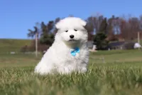 Simon, a male Samoyed for sale in Millersburg, OH – Photo 5 of 10