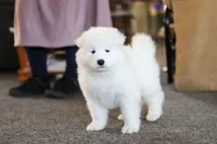 Simon, a male Samoyed for sale in Millersburg, OH – Photo 9 of 10