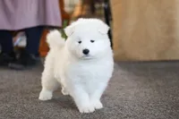 Simon, a male Samoyed for sale in Millersburg, OH – Photo 4 of 10