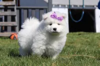 Aurora, a female Samoyed for sale in Millersburg, OH – Photo 7 of 10