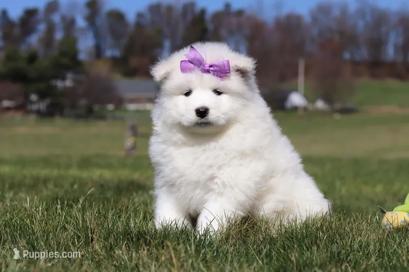 Aurora – Samoyed puppy for sale in Millersburg, OH