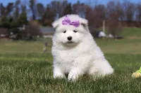 Aurora, a female Samoyed for sale in Millersburg, OH – Photo 1 of 10