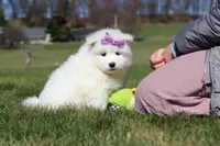 Aurora, a female Samoyed for sale in Millersburg, OH – Photo 10 of 10