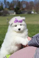 Aurora, a female Samoyed for sale in Millersburg, OH – Photo 5 of 10