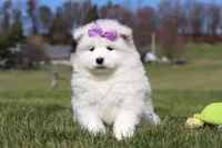 Aurora, a female Samoyed for sale in Millersburg, OH – Photo 2 of 10
