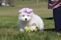 Aurora, a female Samoyed for sale in Millersburg, OH – Photo 6 of 10