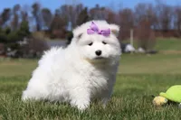 Aurora, a female Samoyed for sale in Millersburg, OH – Photo 3 of 10