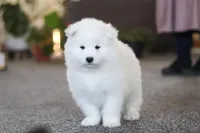 Joey, a male Samoyed for sale in Millersburg, OH – Photo 3 of 10