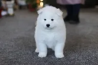 Joey, a male Samoyed for sale in Millersburg, OH – Photo 4 of 10