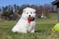 Joey, a male Samoyed for sale in Millersburg, OH – Photo 7 of 10