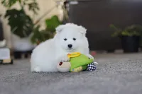 Joey, a male Samoyed for sale in Millersburg, OH – Photo 2 of 10