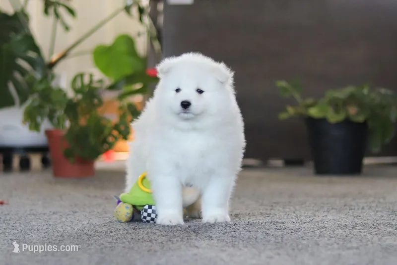Joey – Samoyed puppy for sale in Millersburg, OH