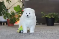 Joey, a male Samoyed for sale in Millersburg, OH – Photo 1 of 10