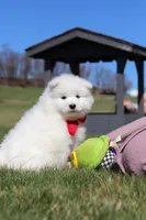 Joey, a male Samoyed for sale in Millersburg, OH – Photo 6 of 10