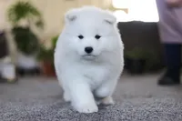 Joey, a male Samoyed for sale in Millersburg, OH – Photo 5 of 10