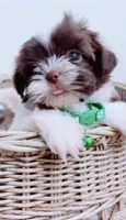 Imperial Muffin , a male Shih Tzu for sale in Huntington Beach, CA – 2 of 3