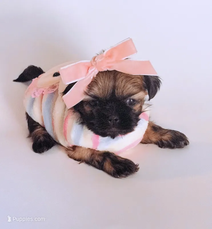 Sunny – Shih Tzu puppy for sale in Huntington Beach, CA