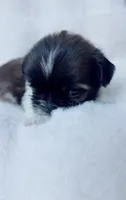Max, a male Shih Tzu for sale in Huntington Beach, CA – 2 of 3