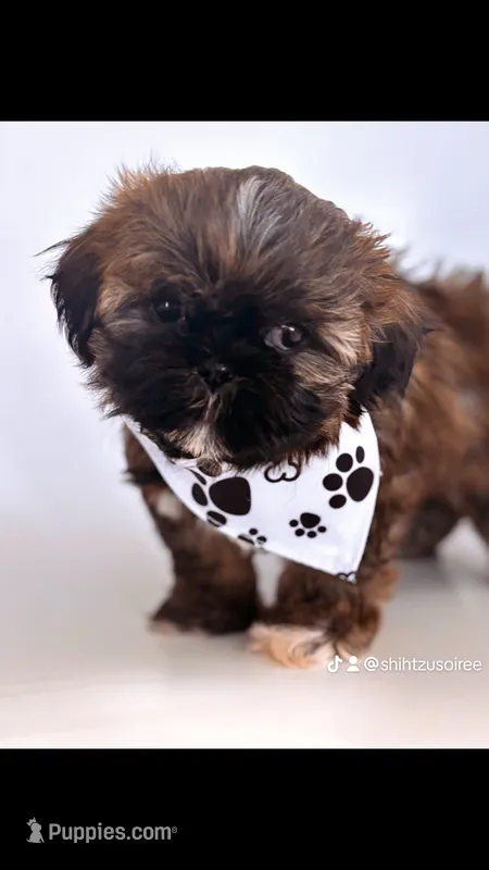 Biscuit – Shih Tzu puppy for sale in Huntington Beach, CA